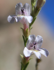 Penstemon discolor