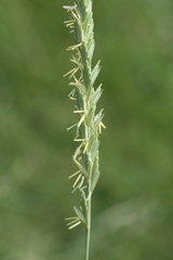 Elymus pungens