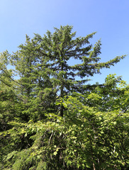 Picea jezoensis jezoensis