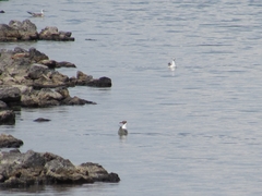 Chroicocephalus ridibundus