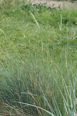 Elymus pungens