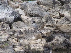 Motacilla alba personata