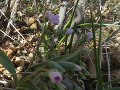Claytonia rosea
