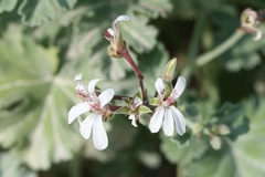Pelargonium fragrans