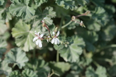 Pelargonium fragrans