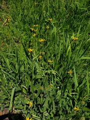 Arnica dealbata