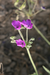 Erodium manescavii