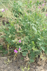 Erodium manescavii