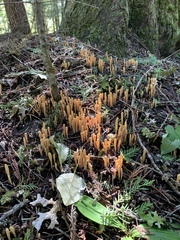 Clavariadelphus sachalinensis