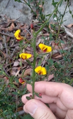 Bossiaea stephensonii