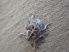 Mogulones geographicus