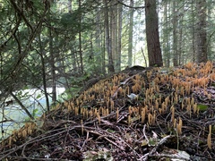 Clavariadelphus sachalinensis