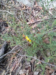 Bossiaea stephensonii