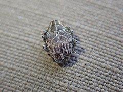 Mogulones geographicus