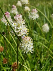 Triantha occidentalis