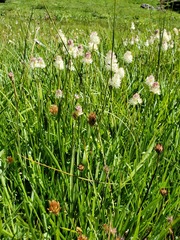 Triantha occidentalis