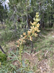 Lupinus angustiflorus