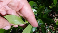 Lyonia lucida
