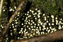 Elaeomyxa cerifera