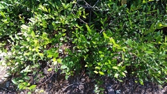 Lyonia lucida