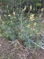 Lupinus angustiflorus