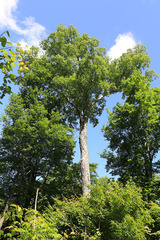 Betula costata