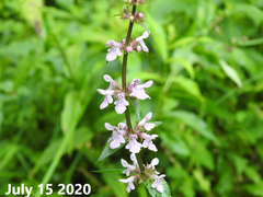 Stachys riederi