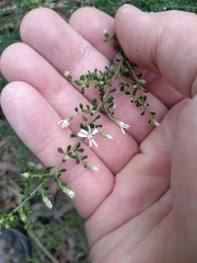 Olearia microphylla