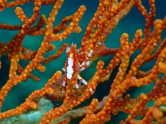 Xenocarcinus depressus