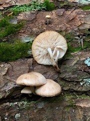 Collybia bakerensis
