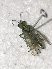 Rhogogaster viridis