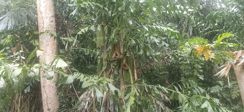 Caryota mitis