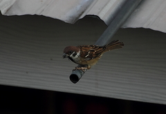Passer montanus