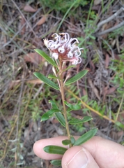 Grevillea sphacelata