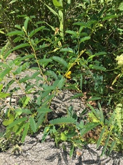 Chamaecrista fasciculata