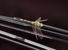 Orthetrum sabina