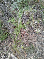Grevillea sphacelata