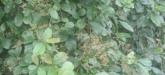 Tetracera