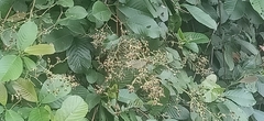 Tetracera