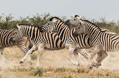 Plains Zebra photo 3