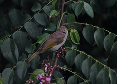 Lichmera indistincta limbata