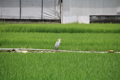 Ardea cinerea