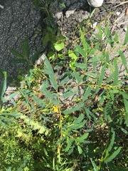 Chamaecrista fasciculata