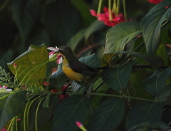 Cinnyris jugularis