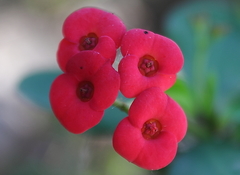 Euphorbia milii