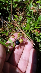 Vaccinium tenellum