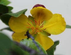 Ochna serrulata