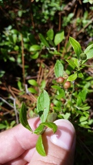 Vaccinium tenellum