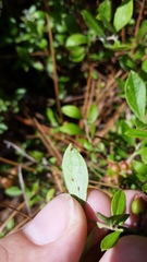 Vaccinium tenellum