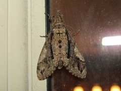 Dasychira obliquata